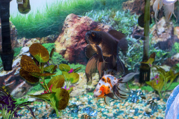 tropical fish in aquarium