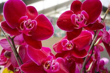 pink orchid isolated on blur background. Closeup of pink phalaenopsis orchid