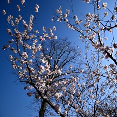 cherry tree in blossom with blue sky 