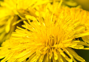 yellow beautiful dandelions