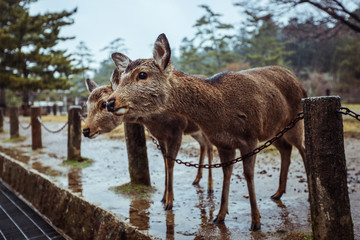 Many Wet Wild Deers in the Nara Park, Japan