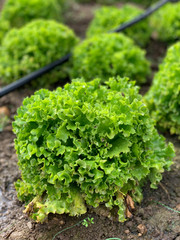 Growing organic green leaf lettuce 