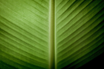 green banana palm leaf
