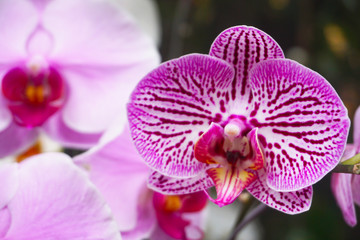 purple orchid isolated on blur background. Closeup of purple phalaenopsis orchid