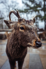Wet Wild Deer in the Nara Park, Japan