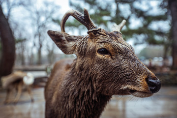 Wet Wild Deer in the Nara Park, Japan