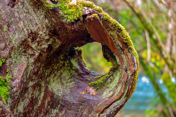 old tree full of other people's life to look at
