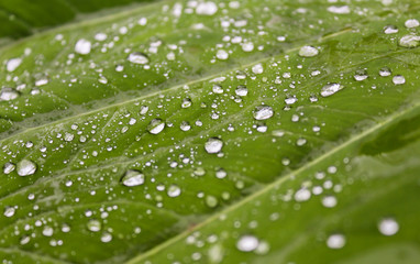 Water droplets on leaf