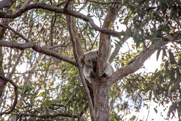 wild lebender Koala in Australien