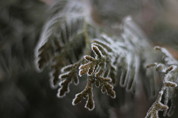 Иней и туман