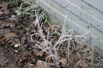 Туман зимой