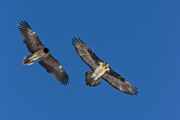 Two bearded vultures in the sly