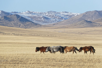 Fototapeta na wymiar Wild horses herd in the Mongolian steppe