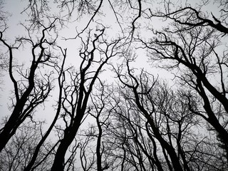 gruselige kahle Bäume
