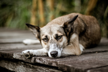 Cute dog relaxing on the street