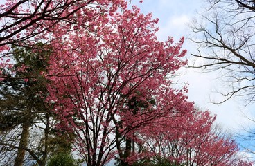 春　桜　きれい　風景　茨城
