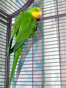 Barraband's parrot sits in a cage