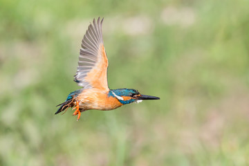 Amazing freeze frame for Kingfisher in flight after diving (Alcedo atthis)
