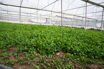Greenhouse for the cultivation of salad stock photo (sogan,tere,roka,maydonoz)