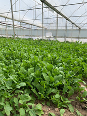 Greenhouse for the cultivation of salad stock photo (sogan,tere,roka,maydonoz)