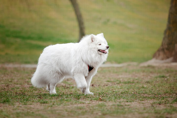Fototapeta na wymiar Beautiful samoyed dog outdoor. White dog.