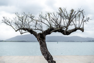 beautiful relaxing tree alone with the sea behind representing the calm in winter with mountains...