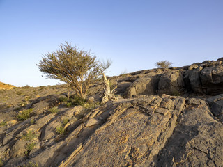 Rocky canyon of a small river in northern Oman