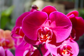 pink orchid isolated on blur background. Closeup of pink phalaenopsis orchid