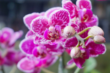 Fototapeta na wymiar purple orchid isolated on blur background. Closeup of purple phalaenopsis orchid