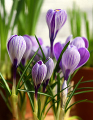 Crocus Pickwick with six-petaled, shimmering pale silver-lilac flowers with showy, dark lilac stripes