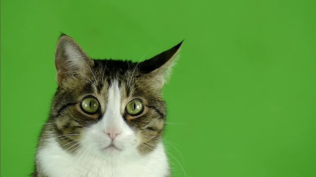 Gray cat looking at the camera, closeup portrait. Cat on a green screen in slow motion.