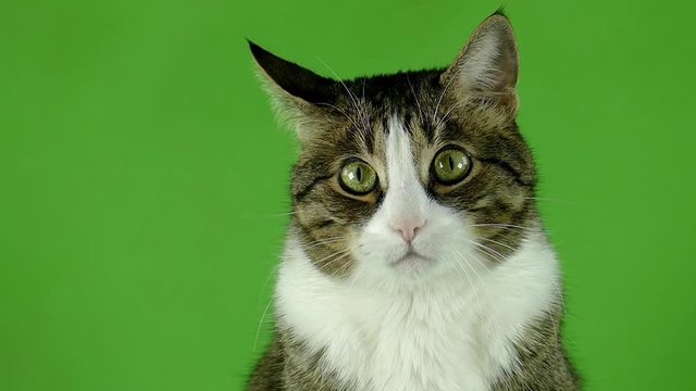 Funny cat emotions. Big eyes. Surprise concept. Cat on a green screen in slow motion.