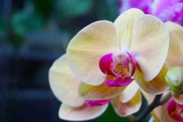 yellow orchid isolated on blur background. Closeup of yellow phalaenopsis orchid