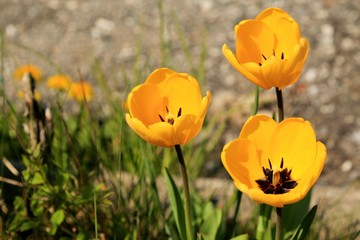 Tulipani gialli in giardino