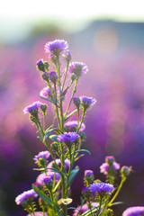 Purple margaret flower blooming in morning.