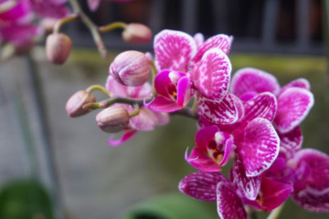 purple orchid isolated on blur background. Closeup of purple phalaenopsis orchid