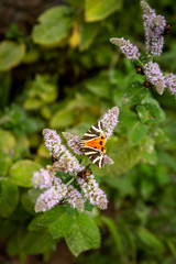 Schmetterling auf Blüte