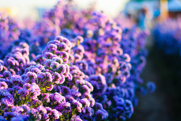 Beautiful margaret flower blooming in morning.