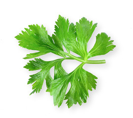 Celery isolated on white background. Tip Viwe.