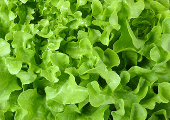 Fresh organic green batavia lettuce  background. Vegetable salad lettuce.