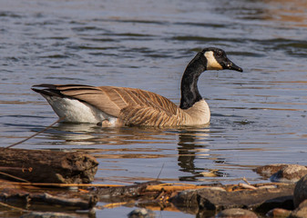 canada goose canadensis