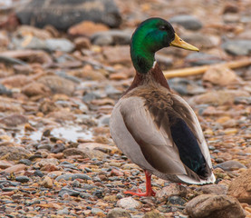 mallard duck