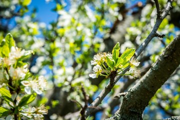 Fototapeta premium Frühlingsblüten bei Sonnenschein