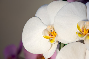 Orchids, Phalaenopsis aphrodite hybrid close-up