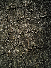 Old tree bark patterns occur naturally.