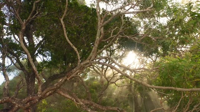 Long, crooked, tangled tree branches, bare and leafy.Above the trees bright sun is seen, the rays of which break through the thickets. Pictorial tropical nature of Kokee State Park, Hawaii. Aerial,4K