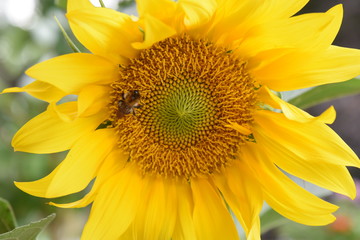 Fototapeta premium Sonnenblume mit Biene