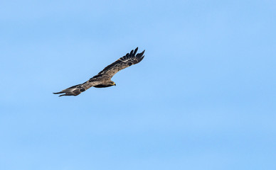 Steppe eagle (Aquila nipalensis), Crete