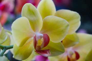 Fototapeta na wymiar yellow orchid isolated on blur background. Closeup of yellow phalaenopsis orchid