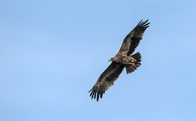 Steppe eagle (Aquila nipalensis), Crete